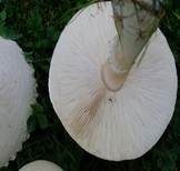 Rosablättriger Egerlingsschirmling, Foto 17