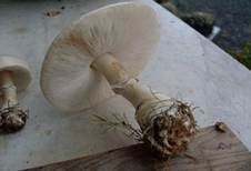 Rosablättriger Egerlingsschirmling, Foto 27