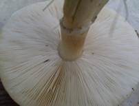 Rosablättriger Egerlingsschirmling, Foto 29