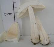 Rosablättriger Egerlingsschirmling, Foto 30