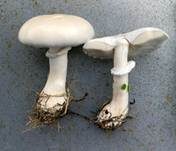 Rosablättriger Egerlingsschirmling, Foto 31