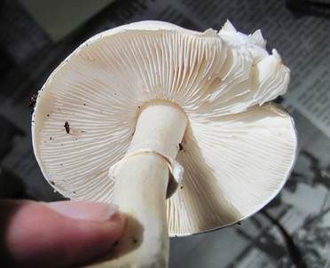 Rosablättriger Egerlingsschirmling, Foto 5