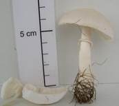 Rosablättriger Egerlingsschirmling, Foto 32