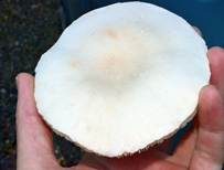 Rosablättriger Egerlingsschirmling, Foto 37