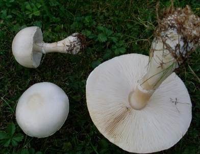 Rosablättriger Egerlingsschirmling, Foto 6