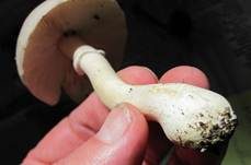 Rosablättriger Egerlingsschirmling, Foto 43