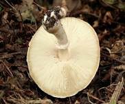 Rosablättriger Egerlingsschirmling, Foto 8