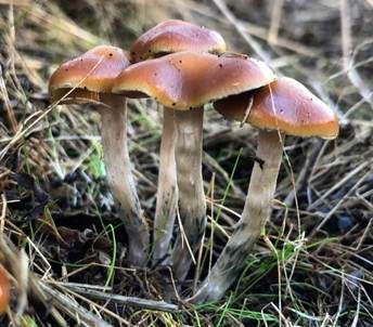 Blauender Kahlkopf, Foto 2