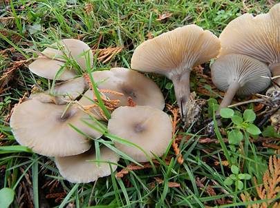 Rosabrauner Trichterling, Foto 2