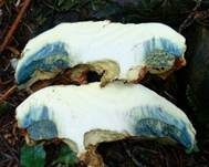 Blauender Königsröhrling, Foto 15