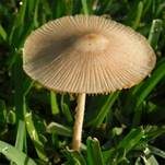 Rosafarbener Mistpilz, Foto 6