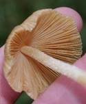 Rosafarbener Mistpilz, Foto 10