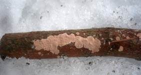 Rosafarbener Rindenpilz, Foto 13