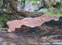 Rosafarbener Rindenpilz, Foto 14