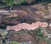 Rosafarbener Rindenpilz, Foto 15