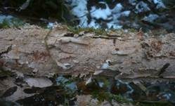 Rosafarbener Rindenpilz, Foto 19