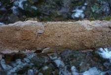 Rosafarbener Rindenpilz, Foto 21