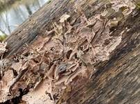 Rosafarbener Rindenpilz, Foto 24