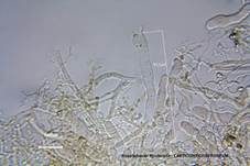 Rosafarbener Rindenpilz, Foto 27