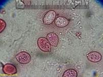 Rosafarbener Rindenpilz, Foto 39