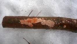 Rosafarbener Rindenpilz, Foto 9