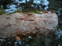 Rosafarbener Rindenpilz, Foto 11