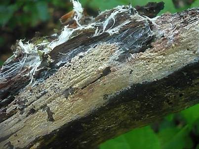 Rosafleckiger Rindenpilz, Foto 3