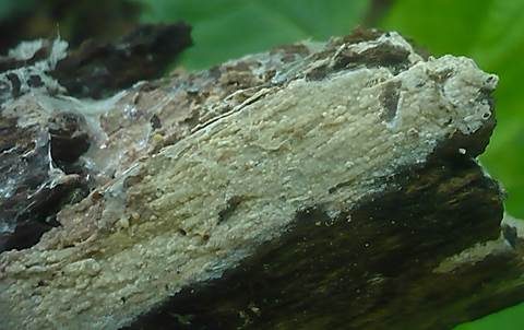 Rosafleckiger Rindenpilz, Foto 4
