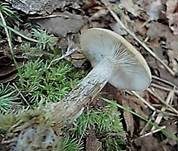 Blauender Rasling, Foto 4