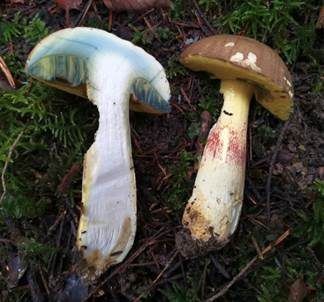 Rosahütiger Anhängsel-Röhrling, Foto 2
