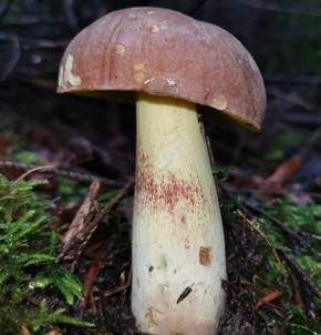 Rosahütiger Anhängsel-Röhrling, Foto 3