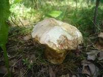 Rosahütiger Schönfußröhrling, Foto 13