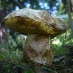 Rosahütiger Schönfußröhrling, Foto 14