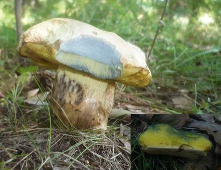 Rosahütiger Schönfußröhrling, Foto 4