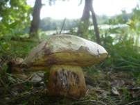 Rosahütiger Schönfußröhrling, Foto 8