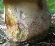Rosahütiger Schönfußröhrling, Foto 10