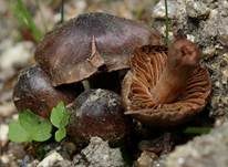 Rosastieliger Wasserkopf, Foto 17