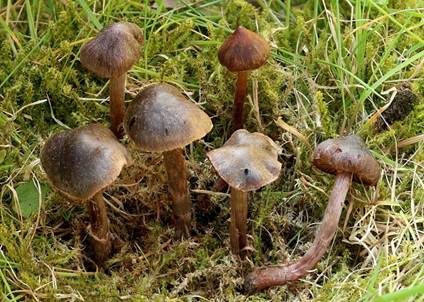 Rosastieliger Wasserkopf, Foto 4