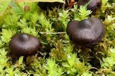 Rosastieliger Wasserkopf, Foto 9