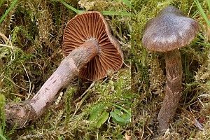 Rosastieliger Wasserkopf, Foto 1