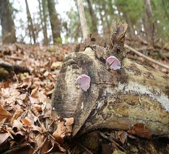 Rosenroter Baumschwamm, Foto 4