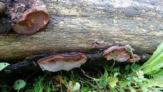 Rosenroter Baumschwamm, Foto 5