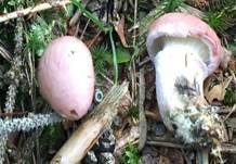 Rosenroter Gelbfuß, Foto 14