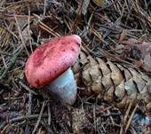 Rosenroter Gelbfuß, Foto 19