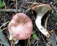 Rosenroter Gelbfuß, Foto 20