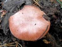Rosenroter Gelbfuß, Foto 21