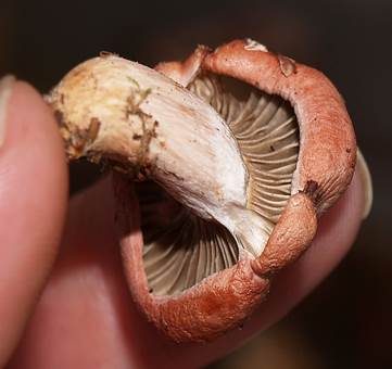 Rosenroter Gelbfuß, Foto 4