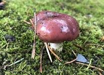 Rosenroter Gelbfuß, Foto 27