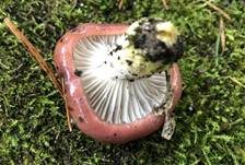 Rosenroter Gelbfuß, Foto 28