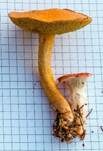 Rosenroter Gelbfuß, Foto 46